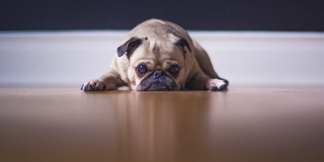 Procrastinating Pug